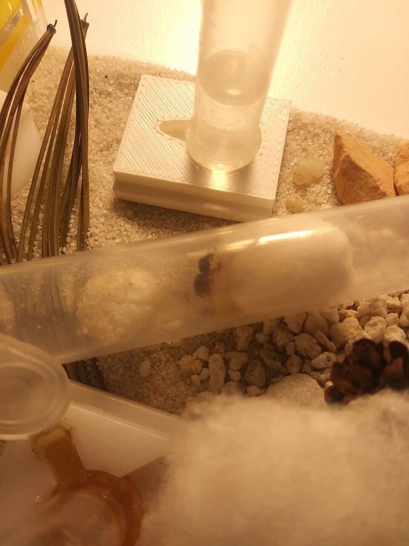 Reine de Lasius niger dans un tube d’élevage.