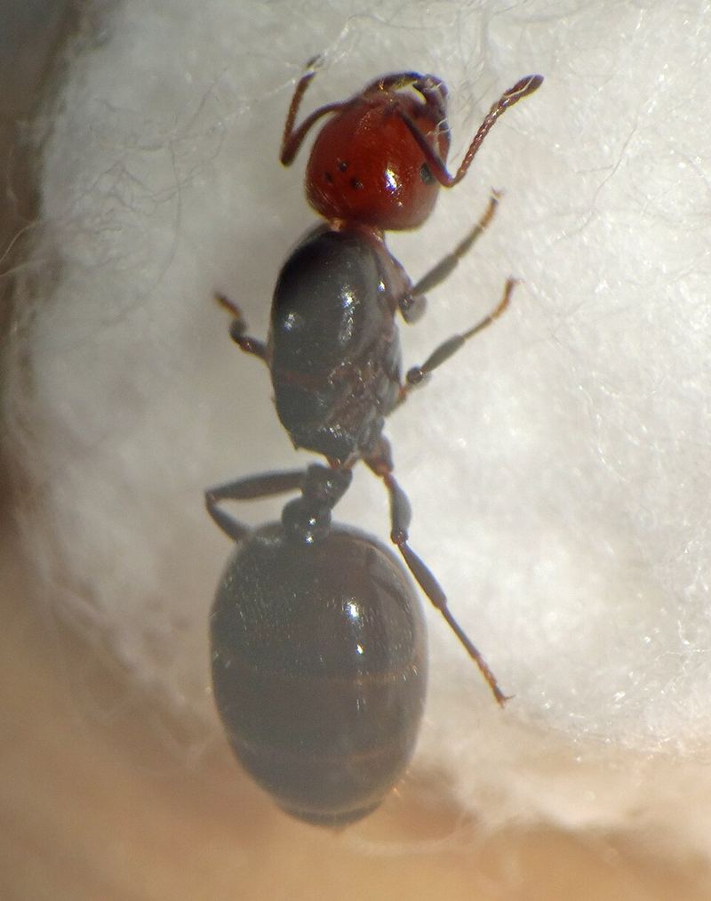 Reine de Crematogaster scutellaris.