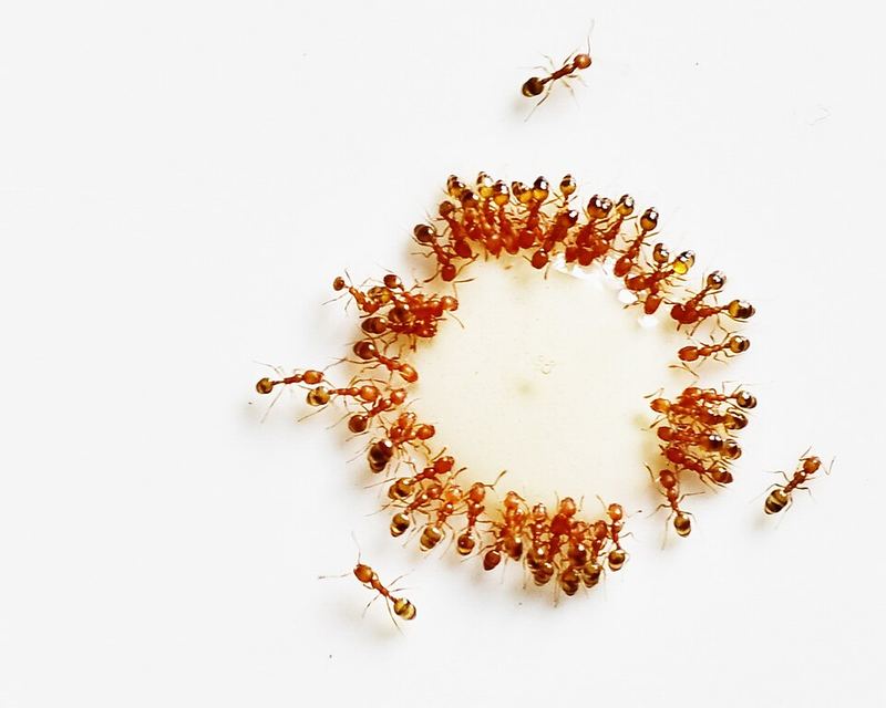 Des fourmis autour d’une goutte de miel.